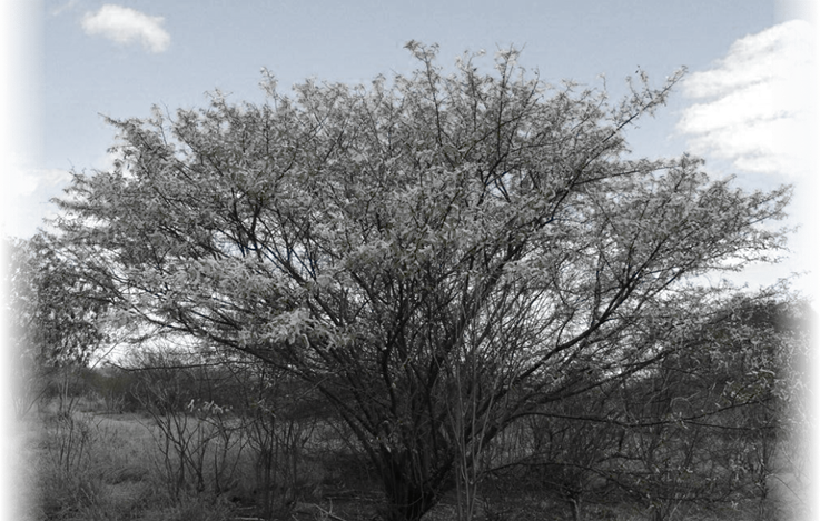 Mimosa Hostilis Tree